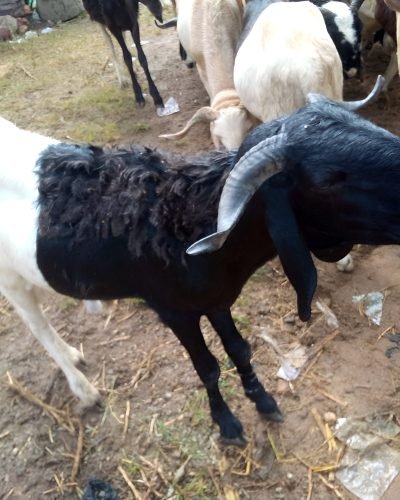 Farm images (1)