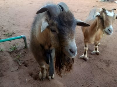 Farm images (4)