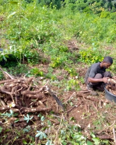 Farm images (5)