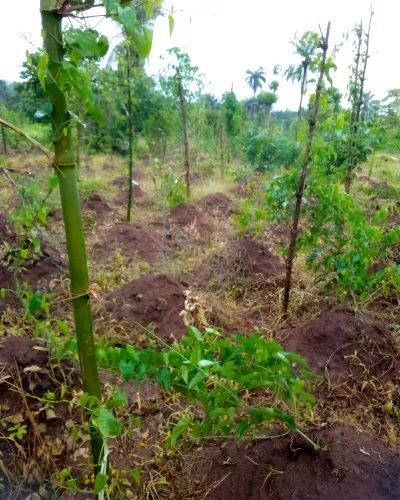 Farm images (6)