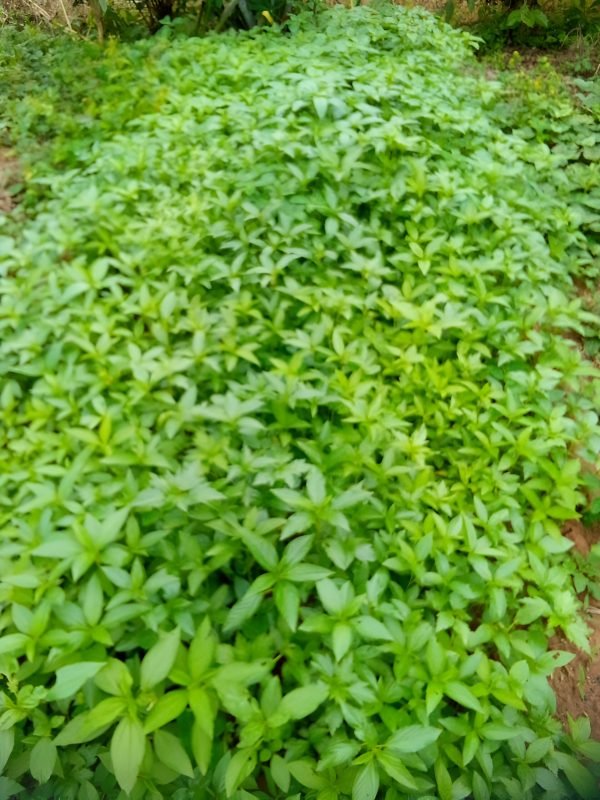 Fresh vegetables (1)