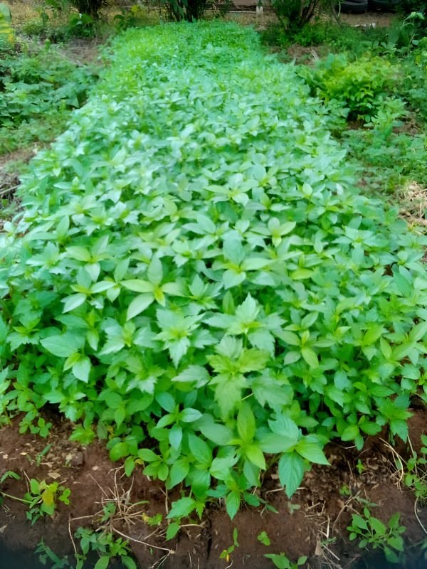 Fresh vegetables (2)