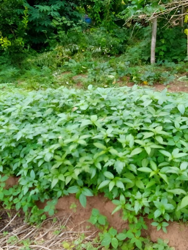 Fresh vegetables (3)