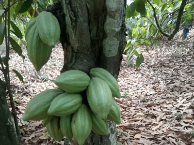 OlaFarms images (14)