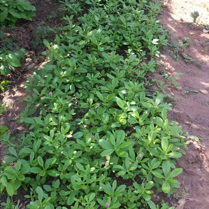 OlaFarms images (19)
