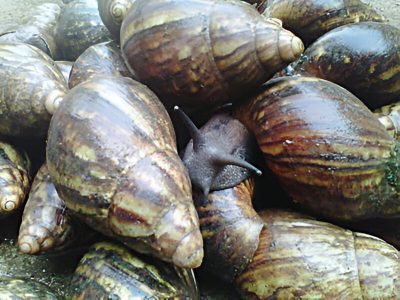 OlaFarms images (24)