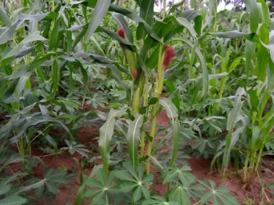 OlaFarms images (7)