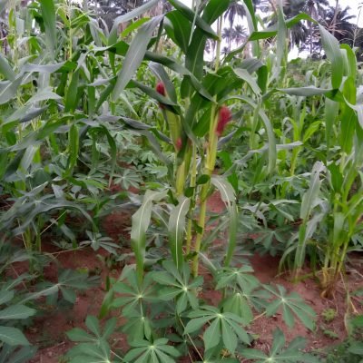 OlaFarms images (7)