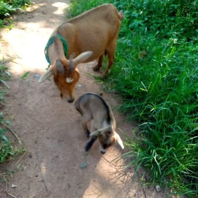 Olafarm images (2)