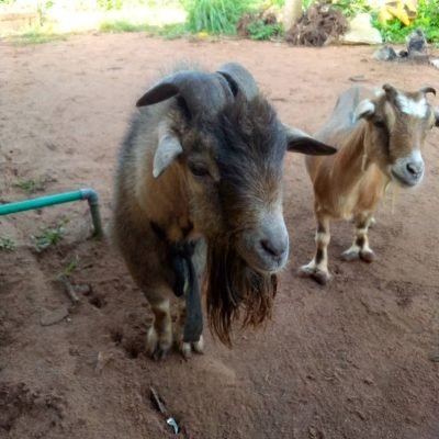 Olafarm images (8)